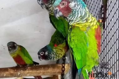 Emmas Weißohrsittiche