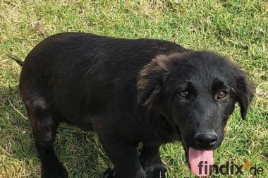 Evan, a.d.Tierschutz, sucht Happy-Home