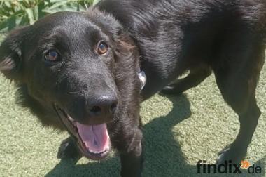 Evan, a.d.Tierschutz, sucht Happy-Home