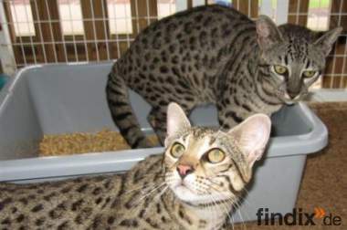 F1 Savannah Katzen und Serval