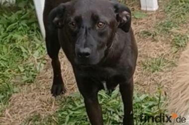 Farah, a.d.Tierschutz, sucht liebes Happy-Home