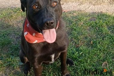 Farah, a.d.Tierschutz, sucht liebes Happy-Home