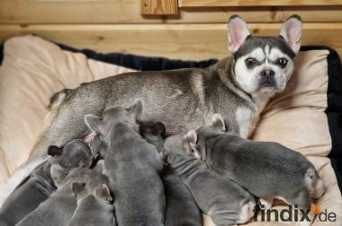 Französische Bulldoggen bezaubernde Welpen suchen 