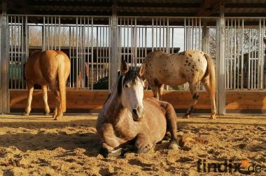 Fressgitter für Pferde & Heuraufe - Pferderaufe | 