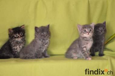 "fünf süsse BKH Kitten zum verkaufen"