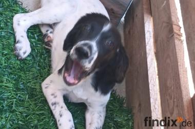 Gaby, a.d.Tierschutz, möchte liebes Happy-Home
