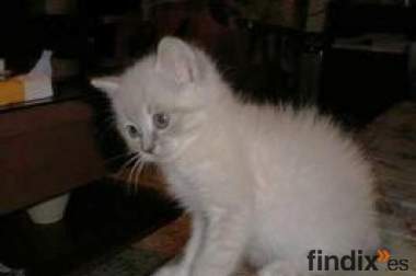 Gandalf, siamesito de 1.5 meses. Córdoba