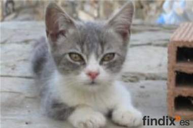 Gatito,abandonados