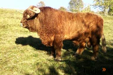 Gekörter großer Highland Deckbulle  Kuh &Bullenkalb