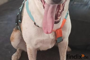 Ghira sucht dauerhaftes liebes Zuhause