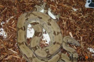 Ghost - Boa Constrictor Imperator