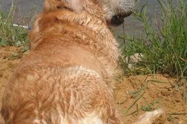 Suche Golden Retriever / Labrador Welpenmix