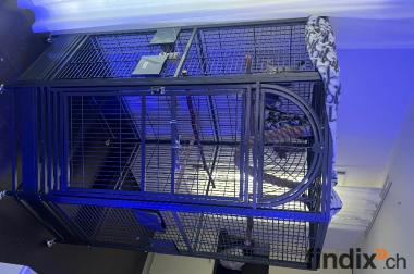 Graupapageien Geschwister Handzahm