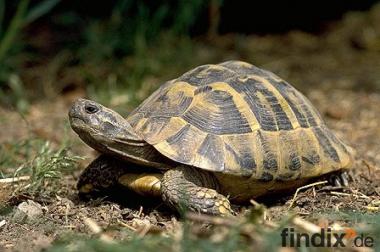 Grichische Landschildkröten mit Cites Papieren