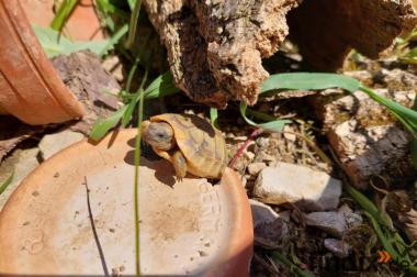 Griechische Landschildkröte - Ostrasse Nachzuchten 