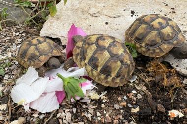 Griechische Landschildkröten aus ganzjähriger 