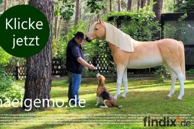 Haflinger Horse Pferd lebensgroß Modell jetzt bei 