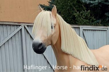 Haflinger - Horse - Pferd - Modell - lebensgroß Tel.