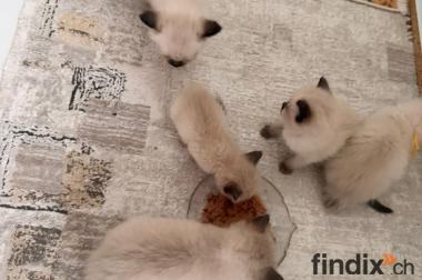 Heilige Birma Kitten suchen ein Zuhause