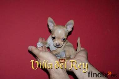 Hembra Chihuahua de 3 meses