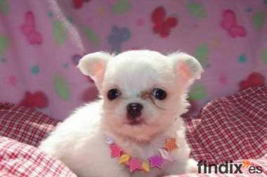 Hembra miniatura chihuahua