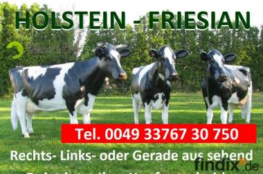 Holstein-Friesian Kuh lebensgroß … Weltweiter 