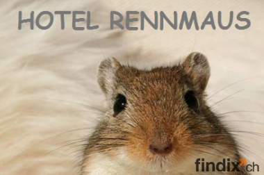 Hotel Rennmaus
