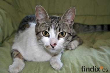 Houdini(Protectora Alborada,Huesca)