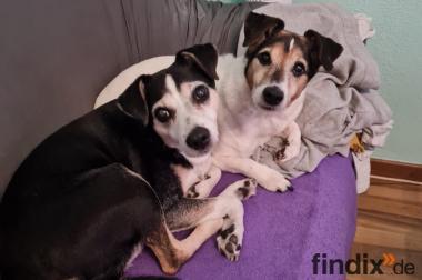 Jack Russel und Jack Russel Welpen abzugeben 4 Jack Russel Welpen (langbeinig) mit Ahnentafel 943215