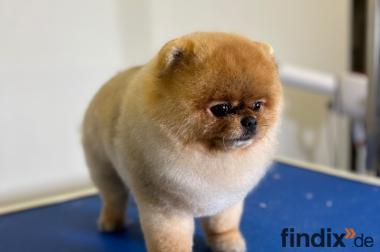 Hundefriseur in Berlin - für Katzen und Hunde