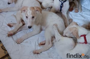 Hundekinder suchen eigenes liebes Zuhause