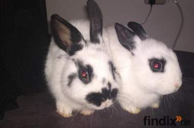 Ich verkaufe meine 2 Süßen Kaninchen Brüder