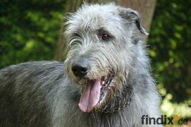 Irish Wolfhound Welpen - der sanfte Riese -  