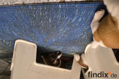 Jack Russell Terrier Welpen