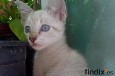 Jasper siamés 1 mes en adopción URGENTE