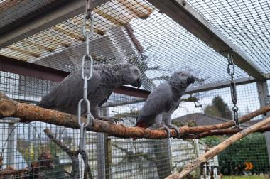 Junge, beringte Kongo Graupapageien zu verkaufen