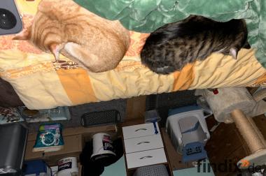 Kater 3 und Katze 2 Jahre jung suchen neues zuhause