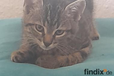 Katzenbaby sucht liebevolle Zuhause