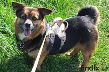 Katja, a.d.Tierschutz, 3 Jahre, 30cm, sucht ihr 