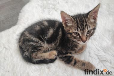 Katzenbabys/Kitten