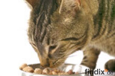 Katzenfutter ohne Zusätze