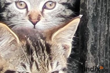 Katzenkinder suchen ein eigenes Zuhause
