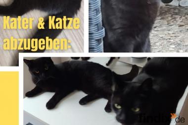 Katzenpärchen (zu verschenken)