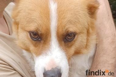 Kimo, a.d.Tierschutz, sucht liebes Zuhause
