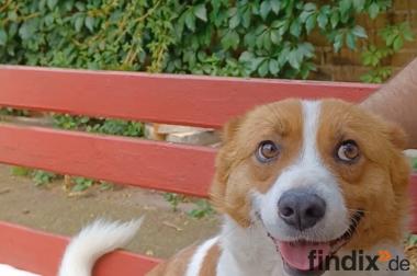 Kimo, a.d.Tierschutz, sucht liebes Zuhause
