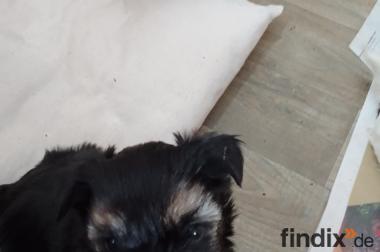 Kleinbleibende welpen