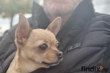 Kleine Chihuahua Prinzessin in einen schönen ruhigen