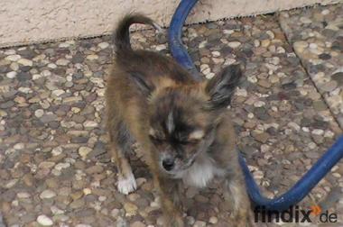 kleiner Chihuahua Rüde (Namens Gismo) 12 Wochen