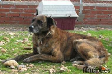 KUNTA, Cruce de mastín de 7 años en adopción en 