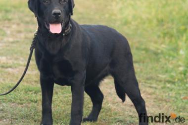 Labrador Hündin 8 Monate alt sucht liebevolles 